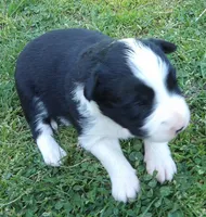 Violet, a female Border Collie for sale in Salem, MO – 2 of 9