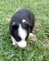 Brooks, a male Border Collie for sale in Salem, MO – 2 of 10