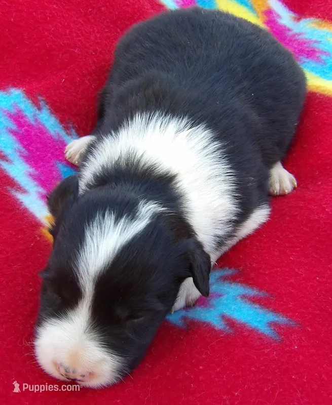 Belle – Border Collie puppy for sale in Salem, MO