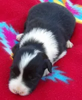 Belle, a female Border Collie for sale in Salem, MO – 1 of 3