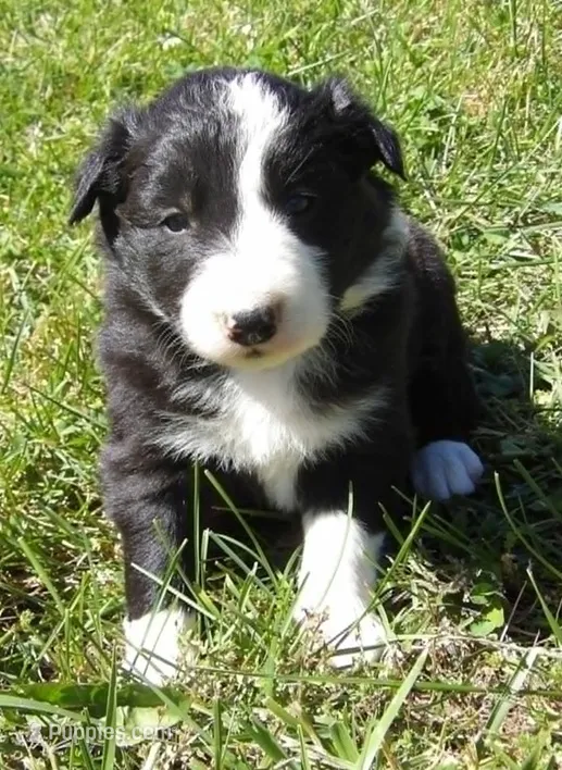Villa – Border Collie puppy on hold in Salem, MO
