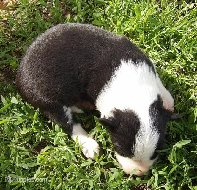 Dora, a female Border Collie for sale in Salem, MO – 1 of 2