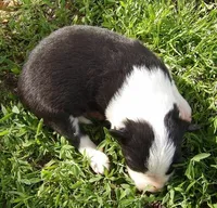 Dora, a female Border Collie for sale in Salem, MO – 1 of 2