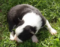 Dora, a female Border Collie for sale in Salem, MO – 2 of 2