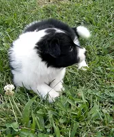 Hannah, a female Border Collie for sale in Salem, MO – 3 of 8