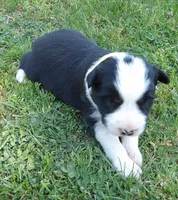 Sunny, a female Border Collie for sale in Salem, MO – 4 of 9