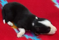 Brooks, a male Border Collie for sale in Salem, MO – 3 of 3
