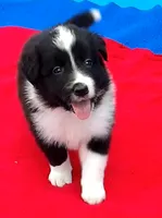 Cleo, a male Border Collie for sale in Salem, MO – 4 of 7