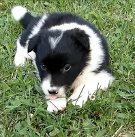 Hannah, a female Border Collie for sale in Salem, MO – 7 of 8
