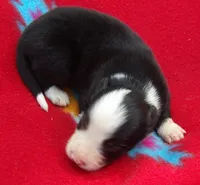 Brooks, a male Border Collie for sale in Salem, MO – 1 of 3