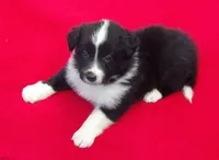 Cleo, a male Border Collie for sale in Salem, MO – 7 of 7