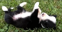 Brooks, a male Border Collie for sale in Salem, MO – 8 of 10