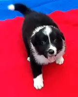 Cleo, a male Border Collie for sale in Salem, MO – 3 of 7