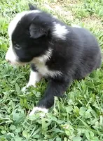 Brooks, a male Border Collie for sale in Salem, MO – 1 of 10