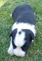 Sunny, a female Border Collie for sale in Salem, MO – 3 of 9