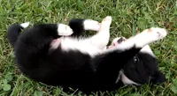Brooks, a male Border Collie for sale in Salem, MO – 7 of 10