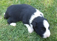 Klaus, a male Border Collie for sale in Salem, MO – 1 of 8