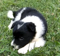 Hannah, a female Border Collie for sale in Salem, MO – 5 of 8