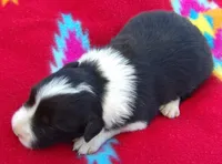 Belle, a female Border Collie for sale in Salem, MO – 3 of 3