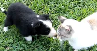 Brooks, a male Border Collie for sale in Salem, MO – 10 of 10
