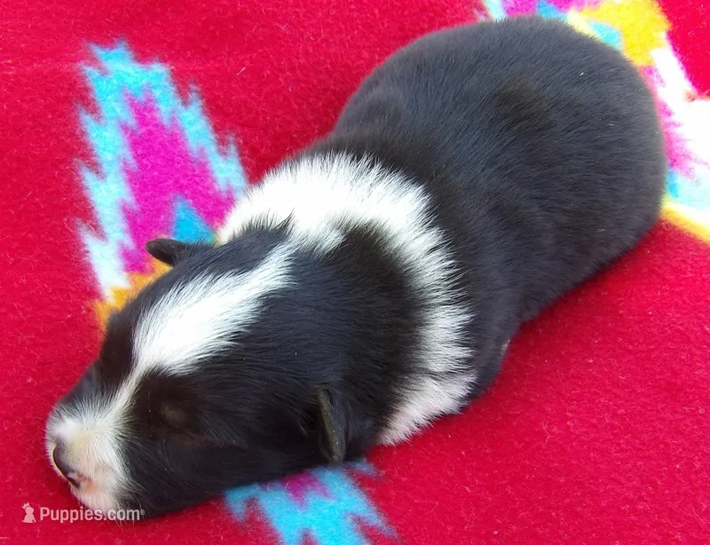 Cleo – Border Collie puppy for sale in Salem, MO
