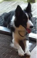 Sunny, a female Border Collie for sale in Salem, MO – 8 of 9