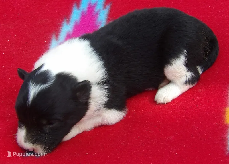 Hannah – Border Collie puppy for sale in Salem, MO