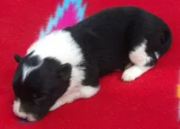 Hannah, a female Border Collie for sale in Salem, MO – 1 of 3