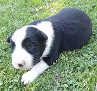 Violet, a female Border Collie for sale in Salem, MO – 4 of 9