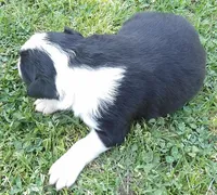 Violet, a female Border Collie for sale in Salem, MO – 5 of 9