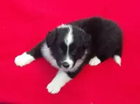 Cleo, a male Border Collie for sale in Salem, MO – 6 of 7
