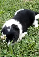 Hannah, a female Border Collie for sale in Salem, MO – 2 of 8