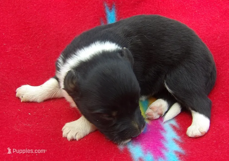 Keyla – Border Collie puppy for sale in Salem, MO