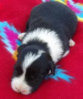 Belle, a female Border Collie for sale in Salem, MO – 2 of 3