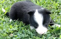 Brooks, a male Border Collie for sale in Salem, MO – 6 of 10