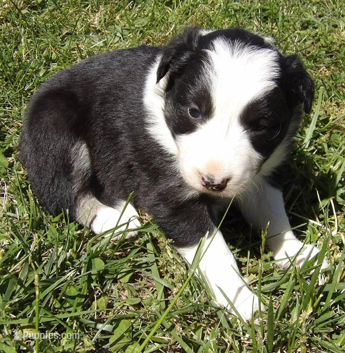 Delma – Border Collie puppy for sale in Salem, MO