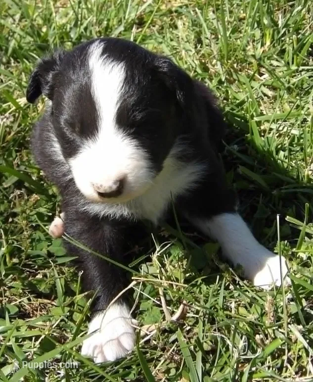 Howard – Border Collie puppy for sale in Salem, MO
