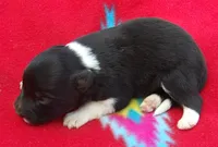 Keyla, a female Border Collie for sale in Salem, MO – 3 of 3