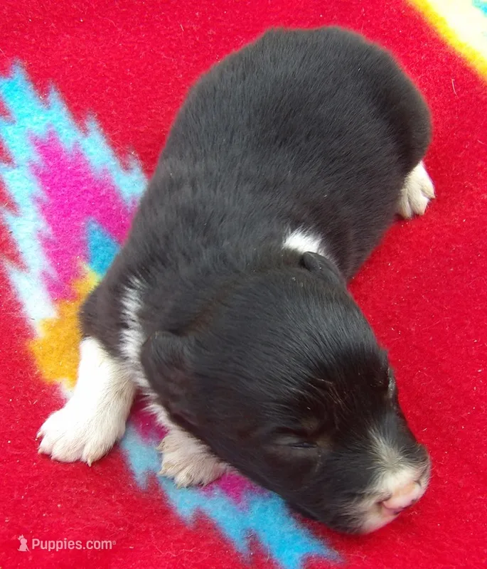 Jordan – Border Collie puppy for sale in Salem, MO