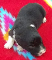 Jordan, a male Border Collie for sale in Salem, MO – 1 of 3