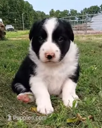 Violet – Border Collie puppy for sale in Salem, MO