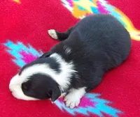 Marie, a female Border Collie for sale in Salem, MO – 2 of 3