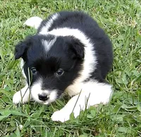 Hannah, a female Border Collie for sale in Salem, MO – 4 of 8