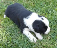 Sunny, a female Border Collie for sale in Salem, MO – 5 of 9