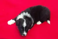 Cleo, a male Border Collie for sale in Salem, MO – 5 of 7