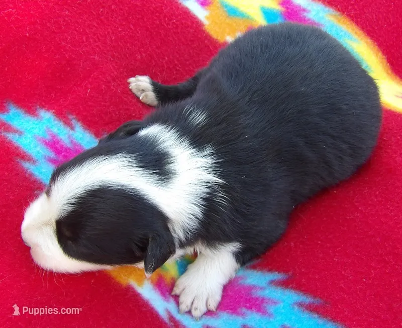 Marie – Border Collie puppy for sale in Salem, MO