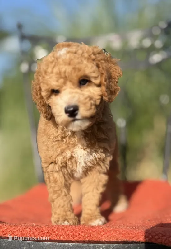 Amos – Poodle - Miniature  puppy for sale in Aubrey, TX