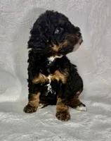 Mona, a female Poodle - Miniature  for sale in Aubrey, TX – 2 of 6