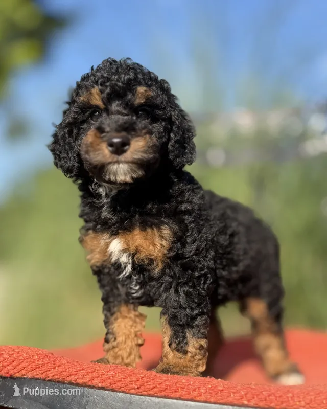 Mona – Poodle - Miniature  puppy for sale in Aubrey, TX