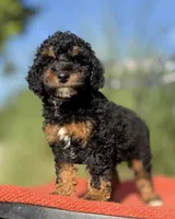 Mona, a female Poodle - Miniature  for sale in Aubrey, TX – 1 of 8